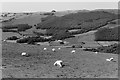 Sheep above the Rheidol valley