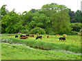 Cattle, Alfriston