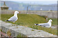 Fort George : Seagulls