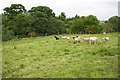 Sheep in field near Hunton Mill