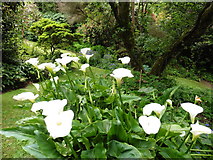 SS8746 : Arum Lillies at Greencombe Gardens by Roger Cornfoot