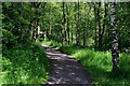 Path through Woods above the River Don