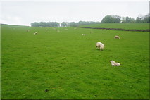 SK1565 : Sheep above Fern Dale by Bill Boaden
