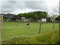 Sheep graze near Irton Road Station