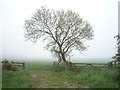 Field entrance and tree near Barleyhill