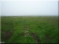 Grazing near Barleyhill