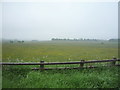 Grazing east of the A68