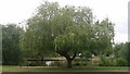 Willow tree by the pond on Ham Common