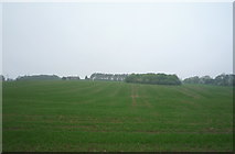 NY9961 : Young crop field, Dipton  by JThomas