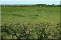 Cattle pasture near Dexbeer