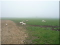 Sheep in the mist, Eastwoodhouse