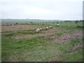 Sheep grazing, Honey Hill