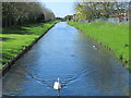 The New River south of Hoe Lane (3)