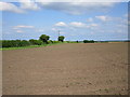 Newly sown field of maize near Bingham