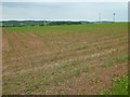 A growing maize field