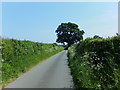 Hedges and roadside tree