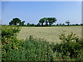 Hay field, Ardmore