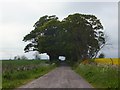 Avenue of trees on the road to Bayfield Mains