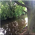 The river Erewash from under an oak tree