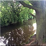 SK4934 : The river Erewash from under an oak tree by David Lally