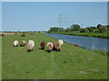 TQ9225 : Sheep on the Sussex Border Path alongside the River Rother by Marathon