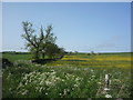 Grazing and hedgerow