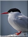 NU2135 : Inner Farne: A Dozing Arctic Tern by James T M Towill