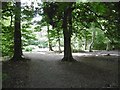 Woodland, Bolam Lake