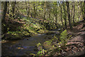 River Clywedog at Plas Power woods