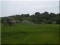 Quarried ground, West Belsay