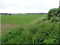 SU4334 : Farmland east of Morns Field Cottages, near Crawley by Christine Johnstone