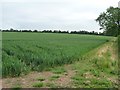 Wheatfield between Morns Field and Beeches Farm