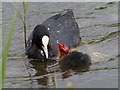 ST3383 : Coots at Newport Wetlands by Robin Drayton