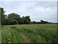 Path towards Alderton