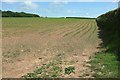 Young maize crop by the A381