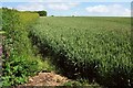 Wheat by Bagton Lane