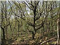 Hawksworth Wood trees (1)