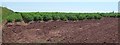 Potatoes near Galmpton