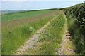 Track above Ilton Castle Farm