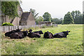 Cows, Tackley, Kidlington, Oxfordshire