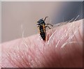 Ladybird larva, Cotham Gardens