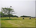 Farmland with baled silage