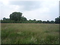 Grassland near Arclid