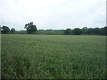 SJ7765 : Crop field off Dog Lane (A50) by JThomas
