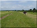 Field of cattle near Coulston