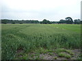 Mixed crops, Cranage