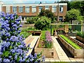 Ross-on-Wye Community Garden, summer 2016, 1