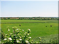 Flat Landscape near Circourt Bridge