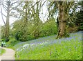 SW7727 : A bank of Bluebells, Glendurgan Gardens by Derek Voller