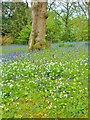 SW7727 : Bluebells, wild garlic, primroses and orchids, Glendurgan Gardens, Cornwall by Derek Voller
